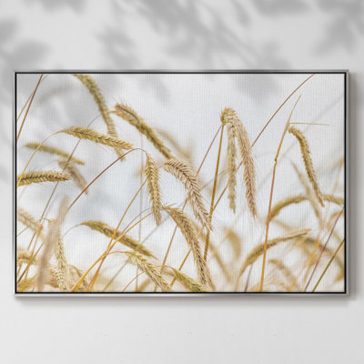 " Wheat "