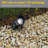 White 3W LED Landscape Light with Spike