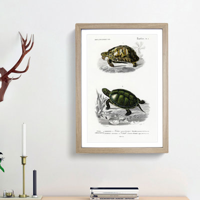 Tortoise & Turtle Illustrations PL. 1 by Charles d' Orbigny - Picture Frame Painting Print on MDF