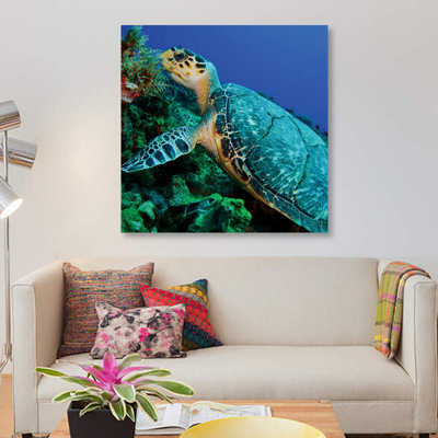 " A Feeding Hawksbill Sea Turtle In Cozumel, Mexico " Color Photography