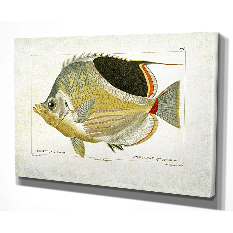 « fish sketch i », impression, H 24 po x l 36 po x P 1,5 po, Pas de tapis, Toile tendue