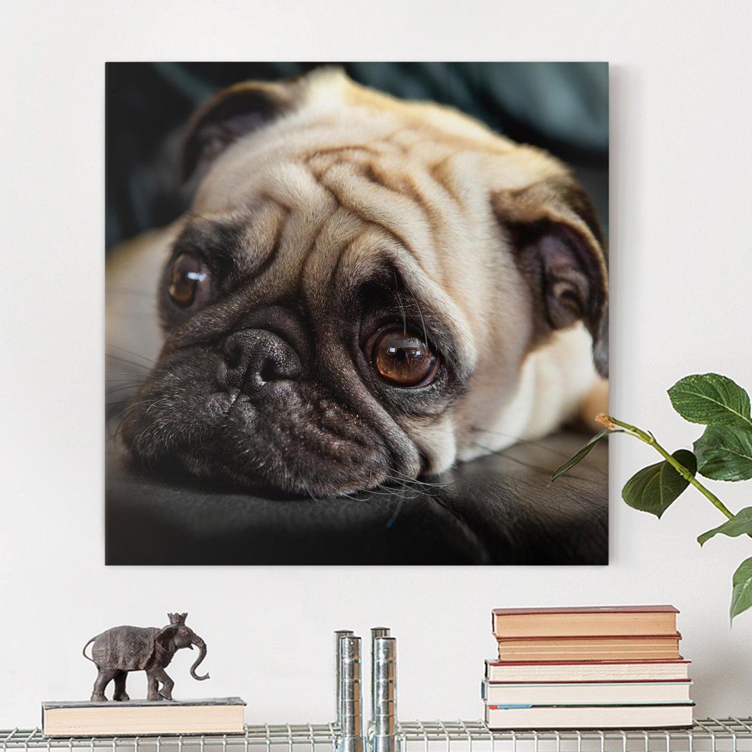 Leinwandbild Pensive Pug