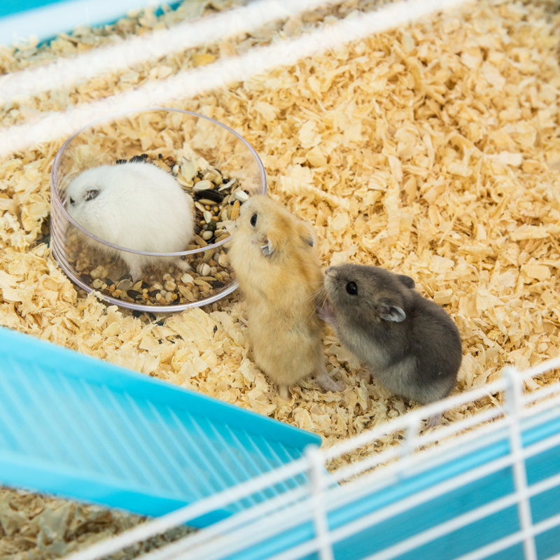 Blue Portable Hamster Playpen - 5 With Tubes, Tunnels & Exercise Wheel Extra Large Water Bottle