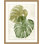 Elephant Ears 2 Print