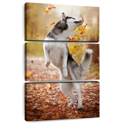 Brampt Autumn Husky Playing