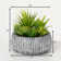Darwen 6'' Faux Succulent in Cement Planter