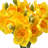 12" Narcissus Bundle