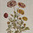 Botanical Canvas Quadriptych