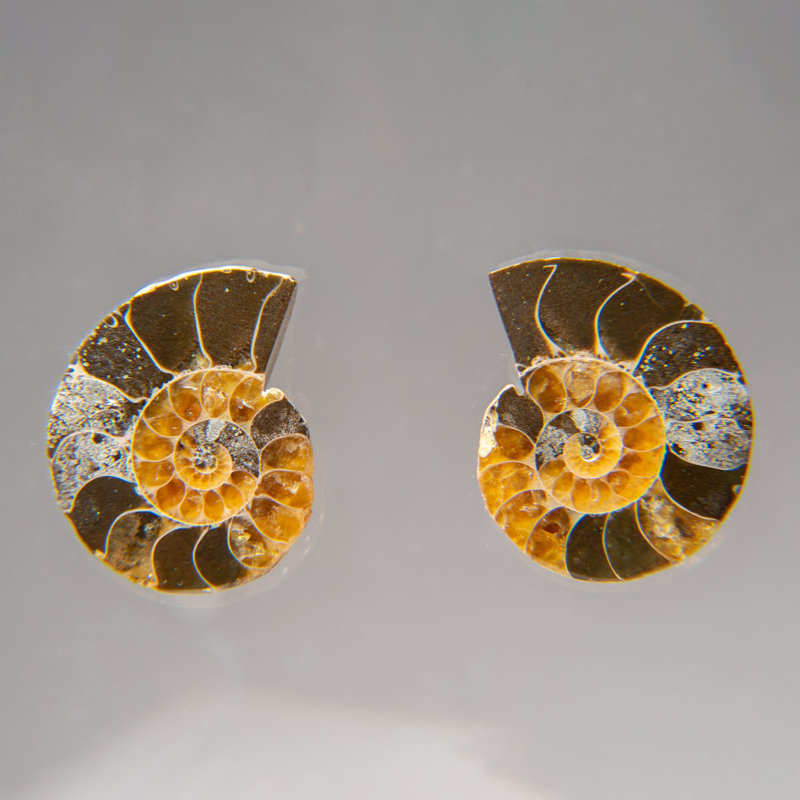 Two Genuine Polished Calcified Ammonite Halves in Display Box (15 Grams)
