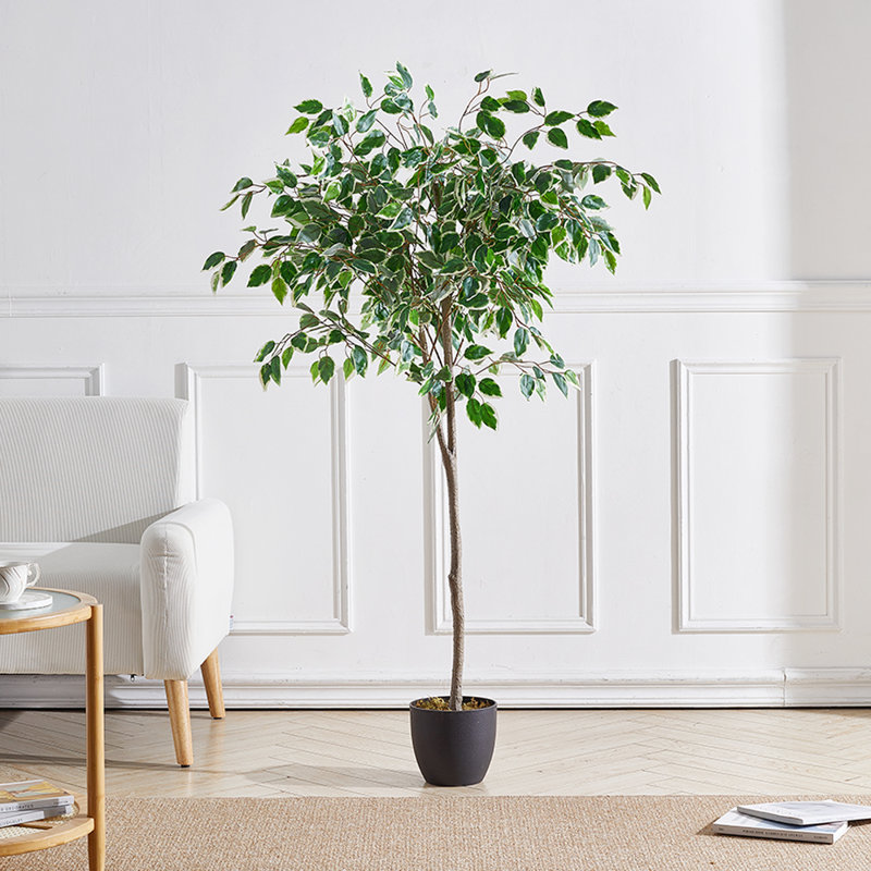 Artificial White-Edge Ficus in Premium Fabric