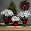 Arrangement de poinsettias-92906962-92906963-92906967