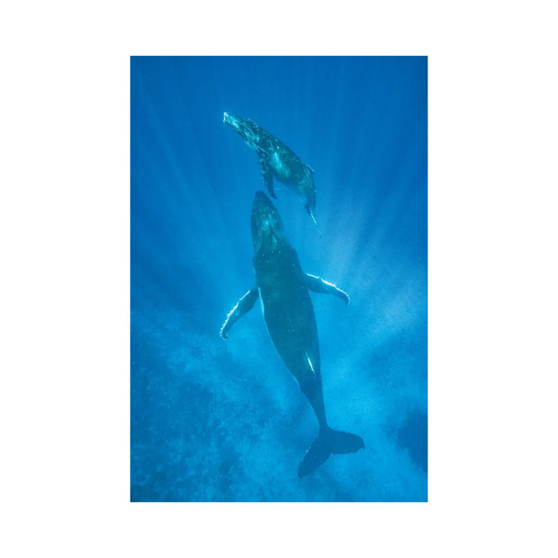 Humpback Whale Motherand Calf, Tonga by Jeff Foott - Wrapped Canvas Print