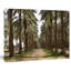 Date de plantation de palmiers - reproduction de photo sur toile tendue-19240536