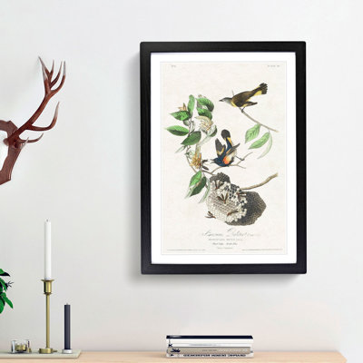 American Redstart Birds by John Audubon - 1 Piece Single Picture Frame Painting