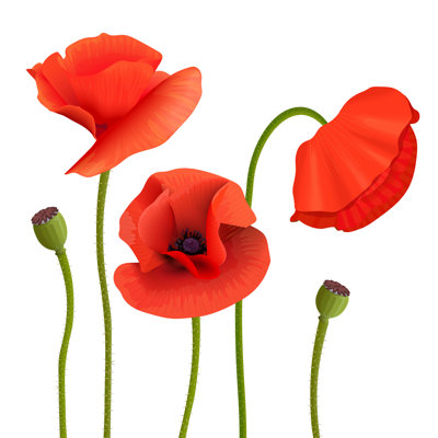 " Poppies Flower Picture " Mixed Media Print