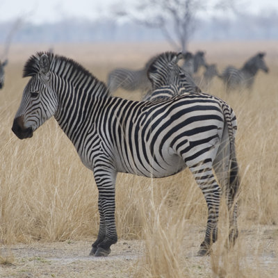 Zebras At A Glance by Scott Bennion - Wrapped Canvas Print