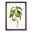 Almond Tree Branch by Pierre-Joseph Redoute - Framed Print