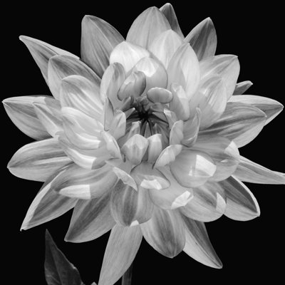 Clent " White Dahlia I " by Caroline Kelly