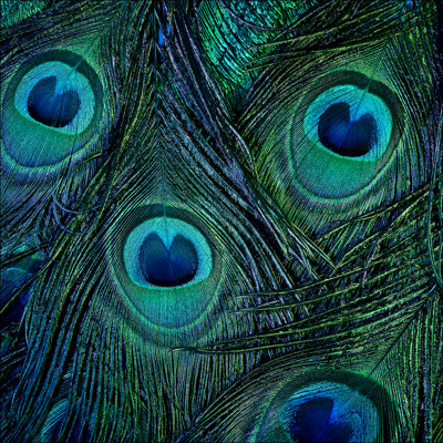 Peacock Eyes - No Frame Art Prints on Float Glass
