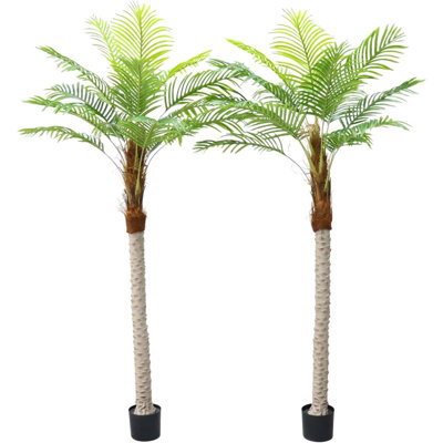 7.87cm Plant