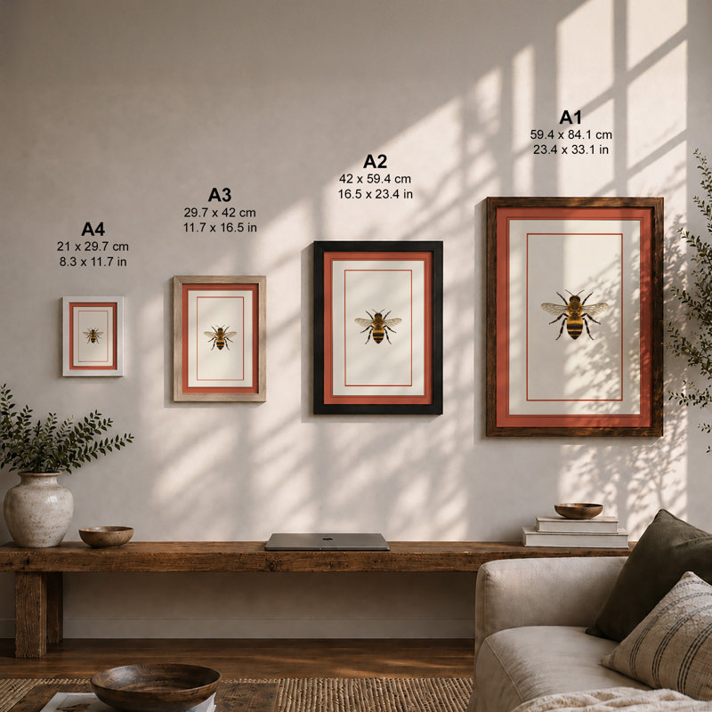 Honey Bee Study Botanical - Framed Print, Oak, A4 - 29.7 x 21.0 cm