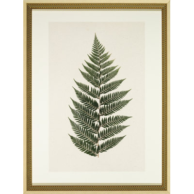 Pressed Fern II - cadre photo