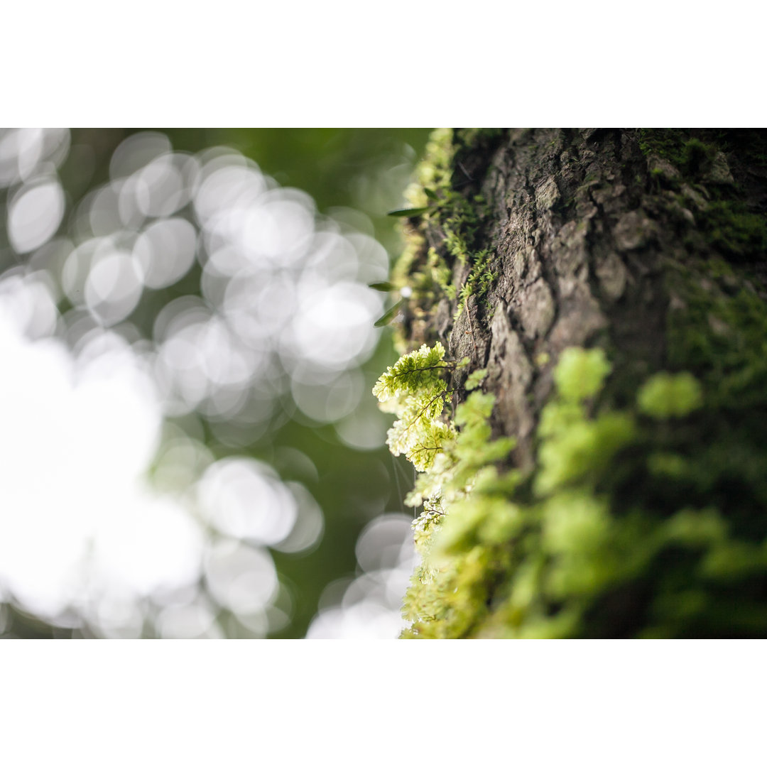 Leinwandbild Moosbewachsener Baumstamm im Wald Selektiver Fokus