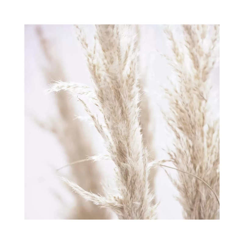 Pampas Reed I Square 1 Piece Wall Art on Canvas, 45.72cm H x 45.72cm W x 1.91cm D, Wrapped Canvas