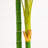 Golden Cane Palm Tree