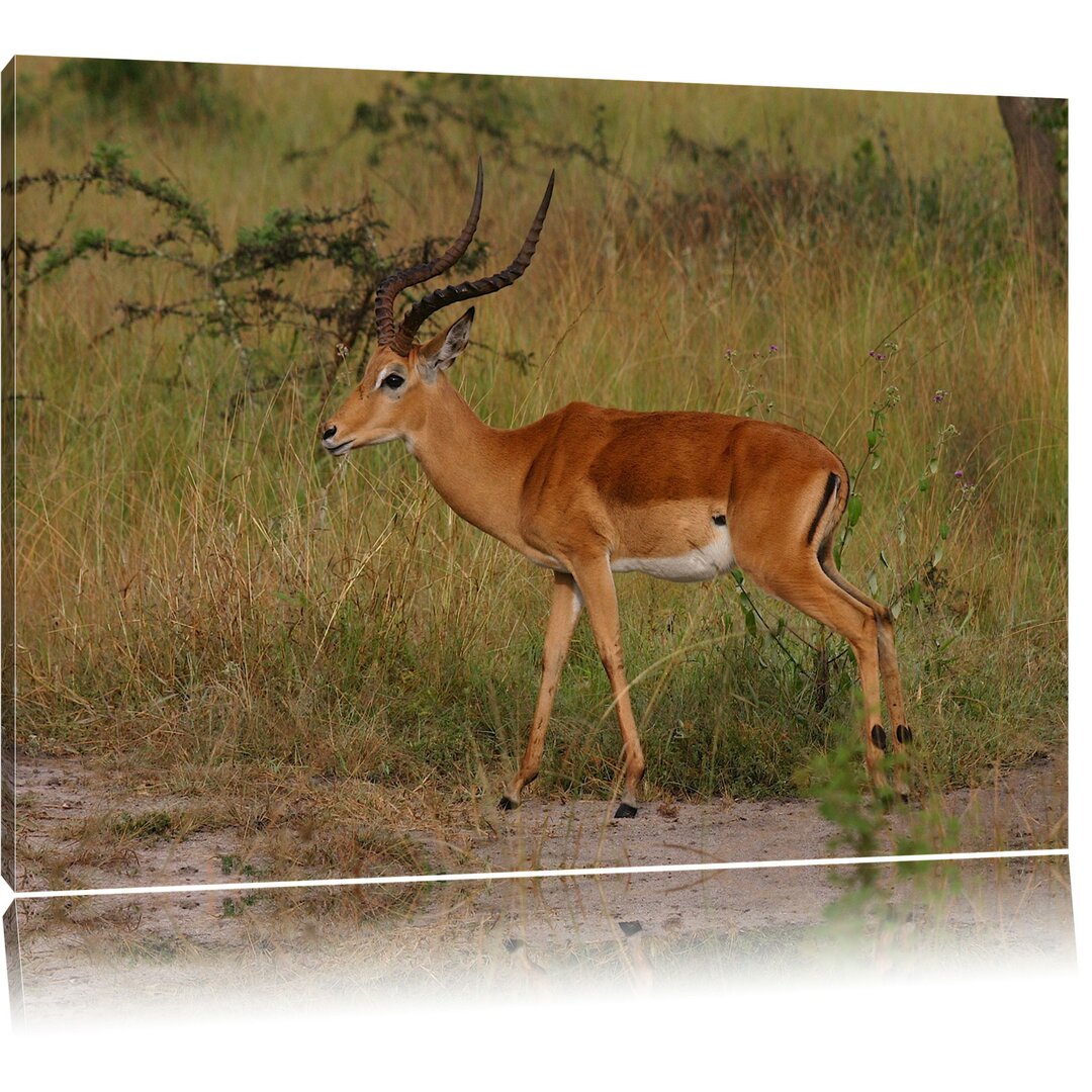 Leinwandbild Dorkasgazelle in der Savanne