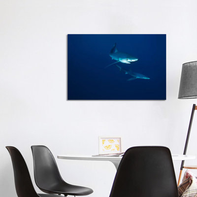 Blue Shark Pair Underwater, California by Flip Nicklin - Wrapped Canvas Gallery-Wrapped Canvas Giclée
