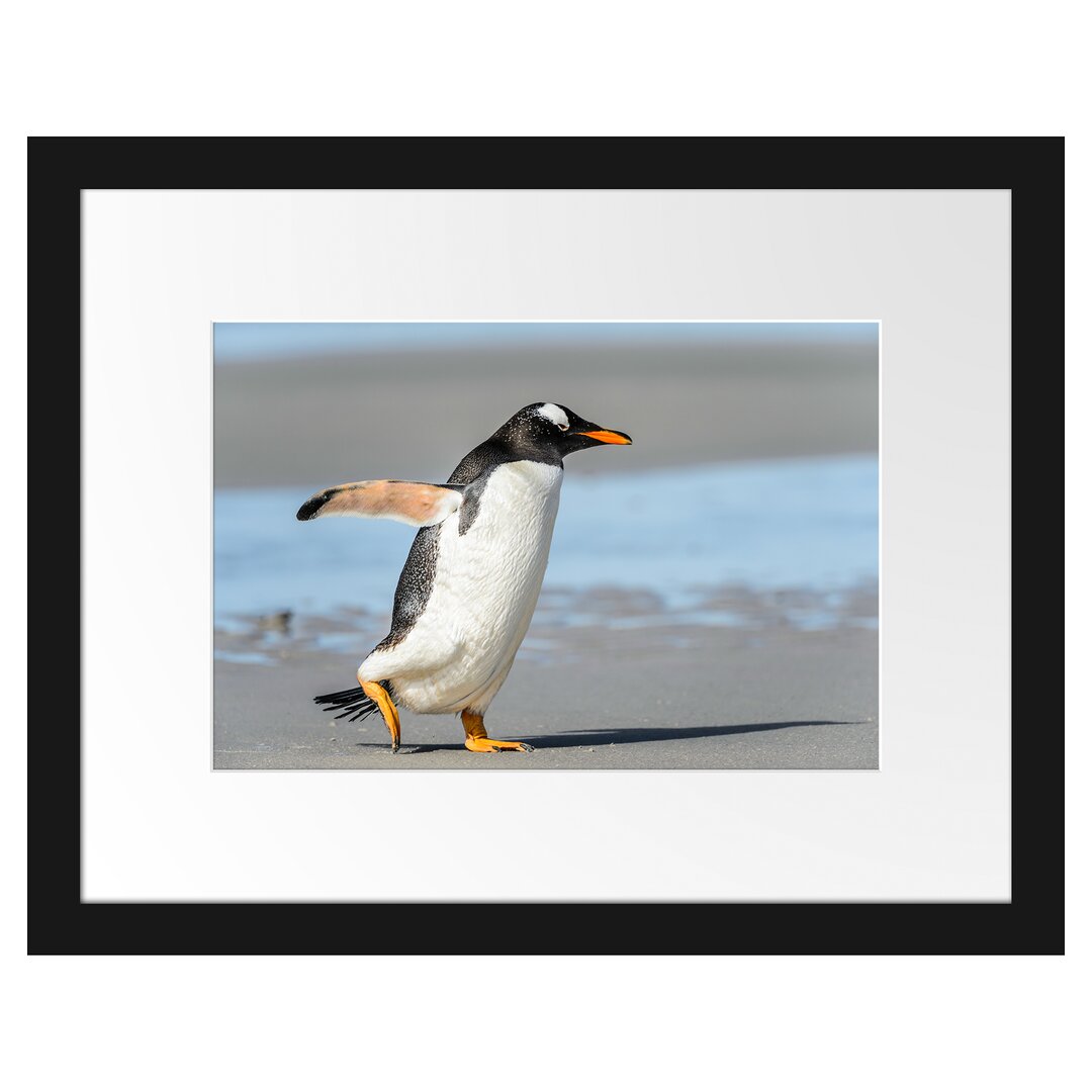 Gerahmtes Poster Pinguin am Strand