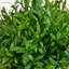 6 po Herbe artificielle en pot noir - ensemble de 2-557430275