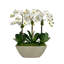 Orchid In Square Oval Planter