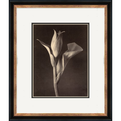 Sepia Flowers 15 Giclee Print by Soicher Marin Archives