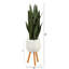 Jardinière Sansevieria-1887451029-1887451028
