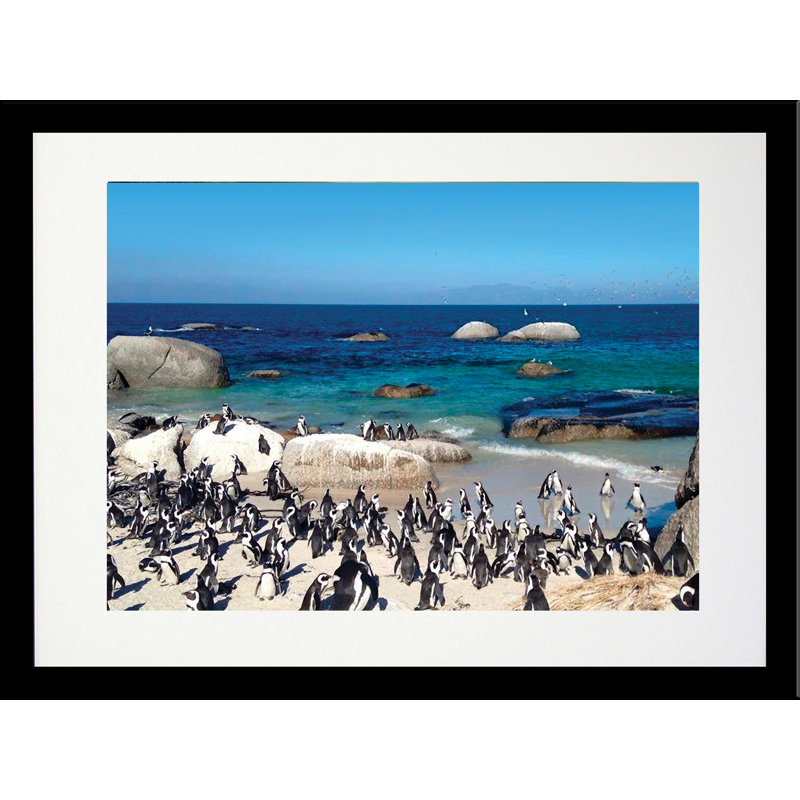 Pingouin paradis - photographie, Papier encadré noir, Blanc, H 18,5 po x l 22,5 po x P 1,25 po