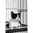 Coppage Cat Accessory