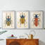 Beetle Bug I - reproduction sur mesure encadrée de qualité supérieure - 3 pièces