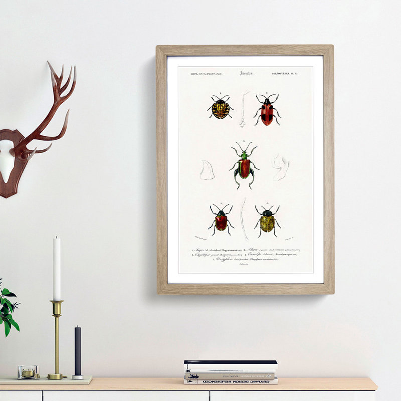 Beetle Illustrations PL.15 by Charles D'Orbigny - Single Picture Frame Print, Oak Framed, 33cm H x 24cm W x 2cm D