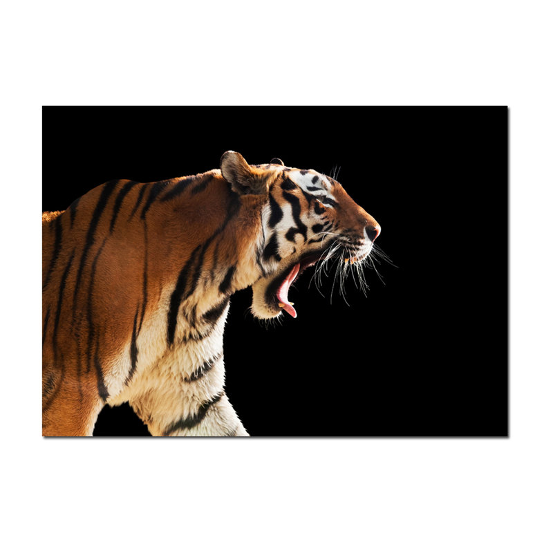 Tiger's Roar - photographie, 24 po x 36 po