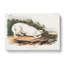 White American Wolf by J.W. Audubon - Wrapped Canvas Painting-55305263