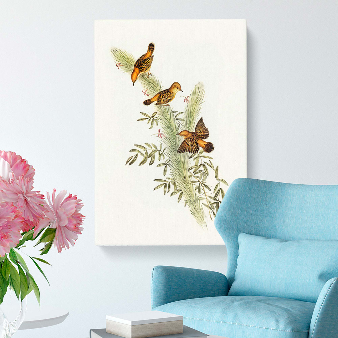Rufous-Headed Warblers by Elizabeth Gould - Wrapped Canvas
