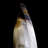 Statement Piece - Massive Smoky Quartz - Erongo, Namibia