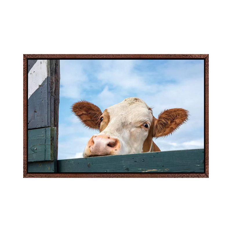 Peeking Cow by Clara Bastian - Print on Canvas, Classic Brown Wood Framed, 101.6 cm H x 66.04 cm W