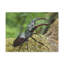Wall Art on Canvas-2044546248