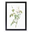 Bengal Rose in White by Pierre-Joseph Redoute - Framed Print-55466227-55466222