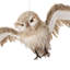 Hibou 28 po