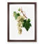 Muscat Grapes by Giorgio Gallesio - Picture Frame Painting Print-55580945-55580946