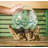Jarom Glass Driftwood Terrarium Planter 